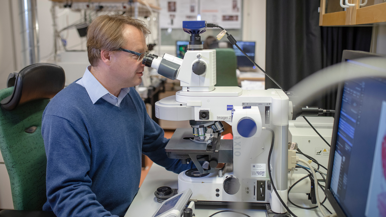 Porträtt på Oliver Billker, anknuten som professor till Institutionen för molekylärbiologi, Umeå universitet.