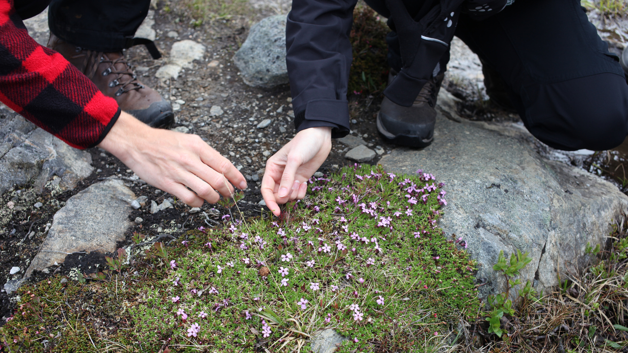 Fjällglim i svensk fjällmiljö. Fjällglim i svensk fjällmiljö.