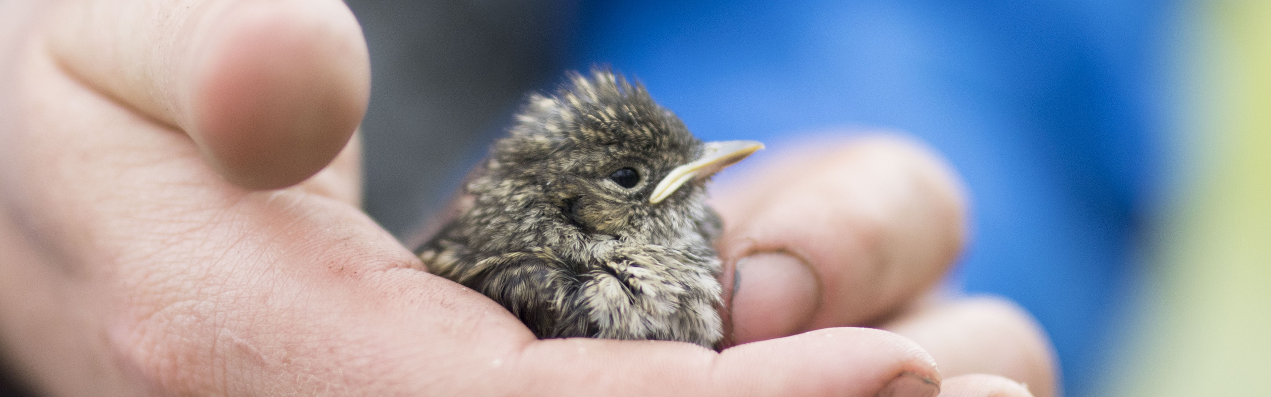 Bild på en fågel i en persons hand.