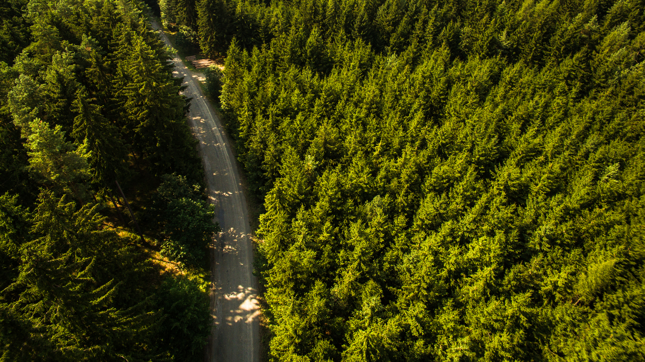 Bird perspective of a forest.