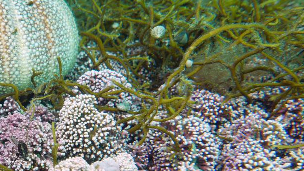 En bädd av röda korallalger.