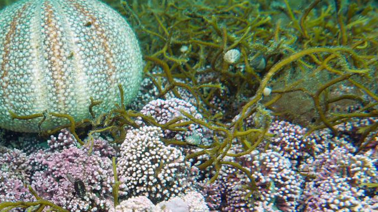 röda korallalger på havsbotten