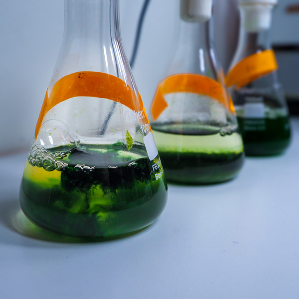 Poison green cyanobakterier som kultiveras i labbet.