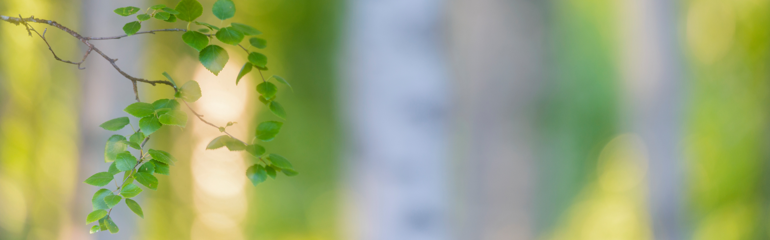 Björkstammar och björkblad.