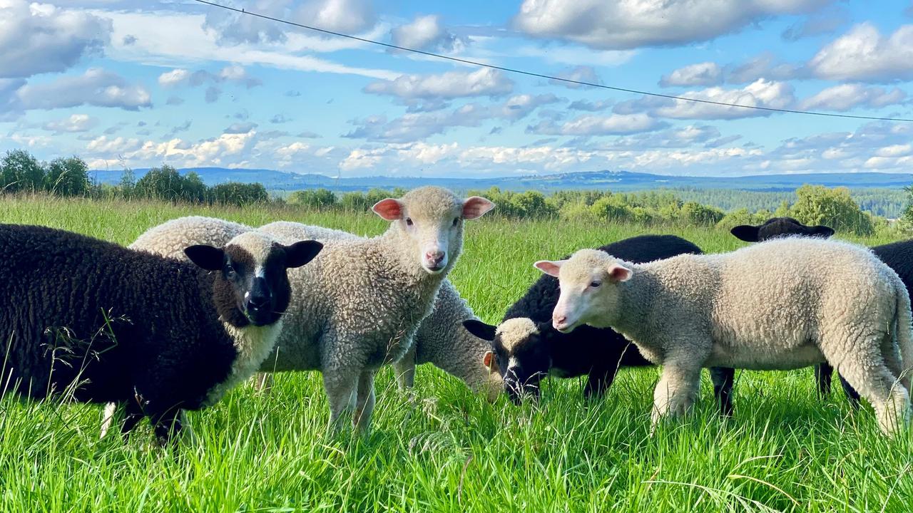 Lambs on pasture