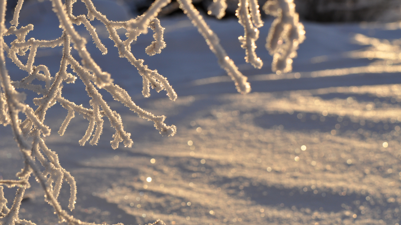 Bild på frostiga grenar.