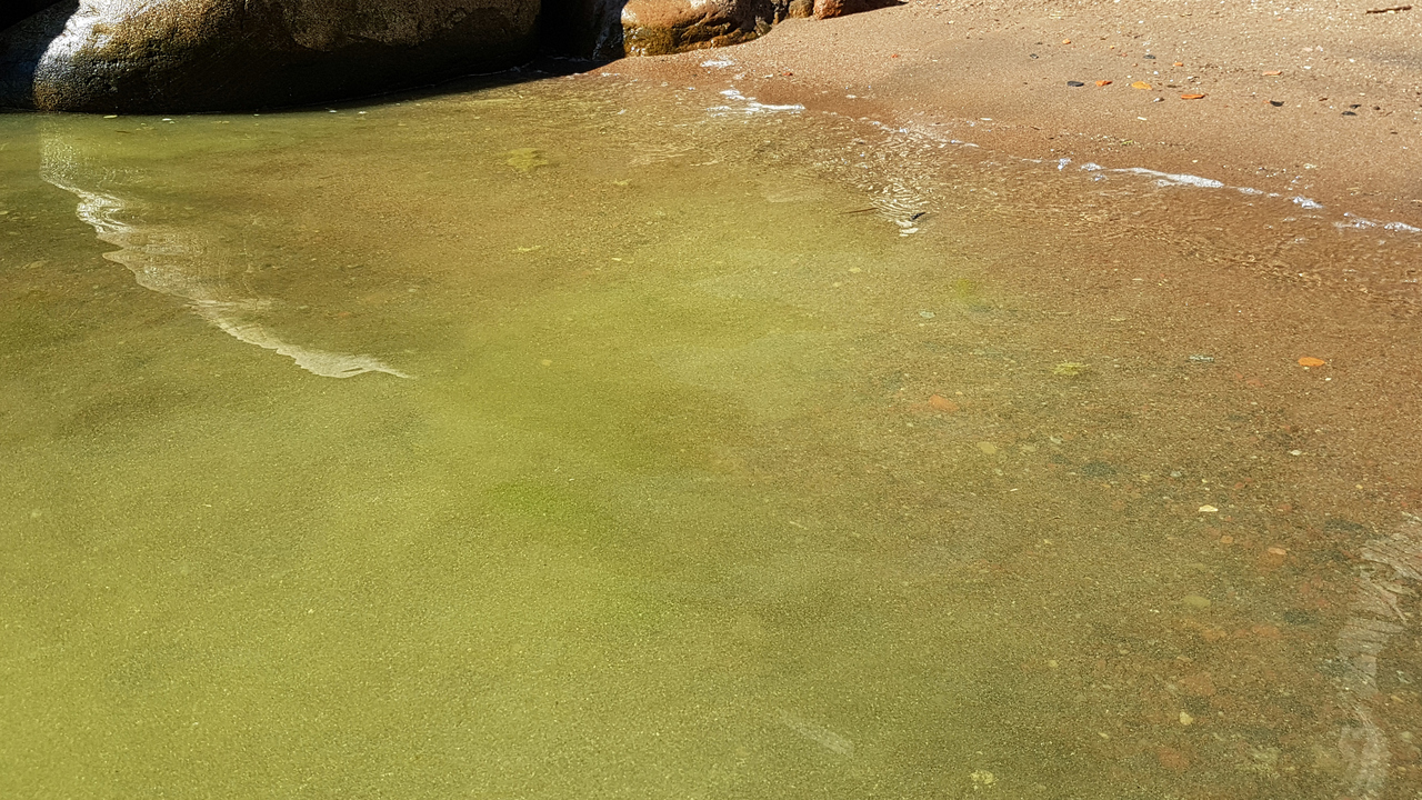 en strand med grönt vatten.