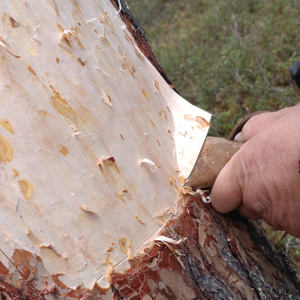 En man som hugger ett träd med en stor kniv.
