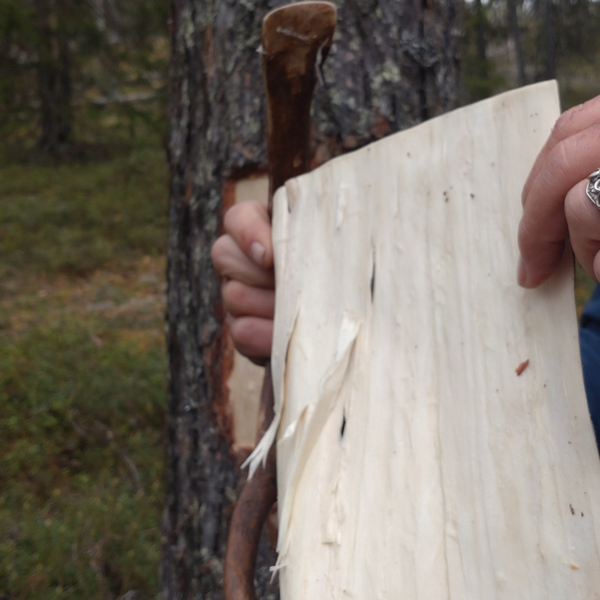 En person som håller ett träföremål nära ett träd.