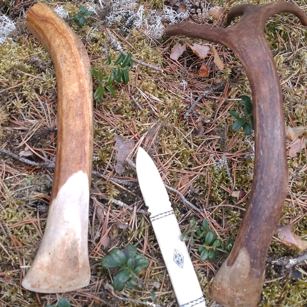 Några stora horn som ligger på ett grästäckt fält.