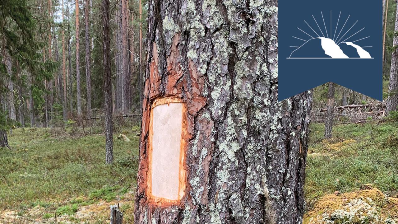 En bild av en tall där bark har skördats.