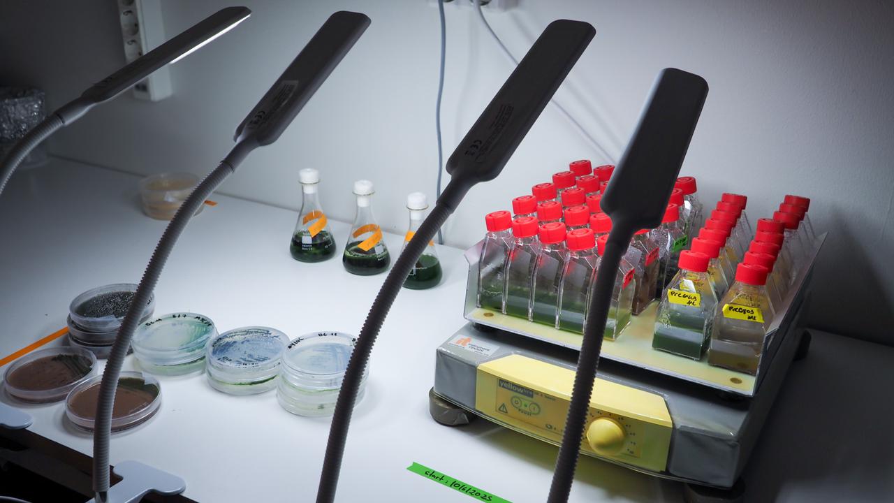 Labbänk med petriskålar och behållare med gröna cyanobakterier