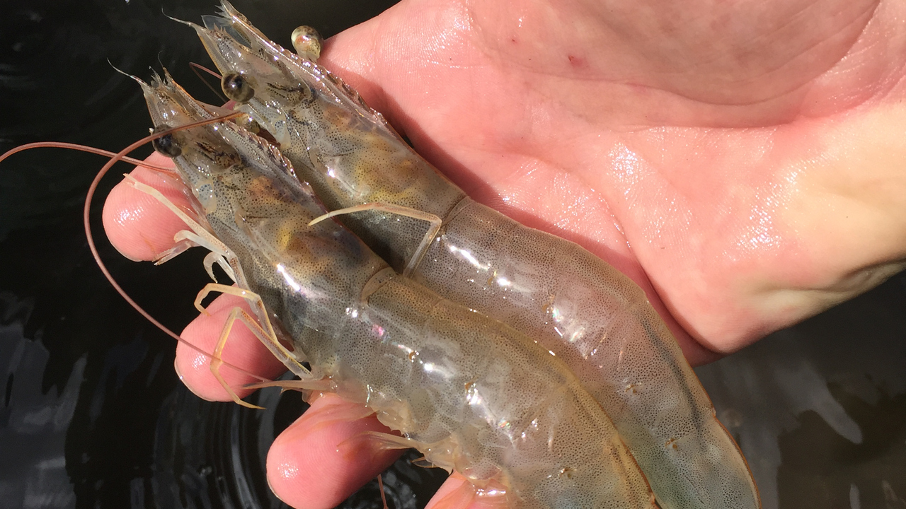 Detaljbild på två räkor liggande på en utsträckt hand