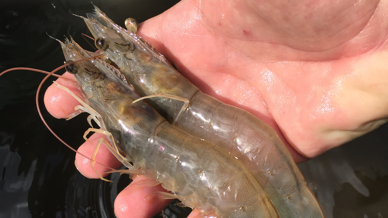 Detaljbild på två räkor liggande på en utsträckt hand