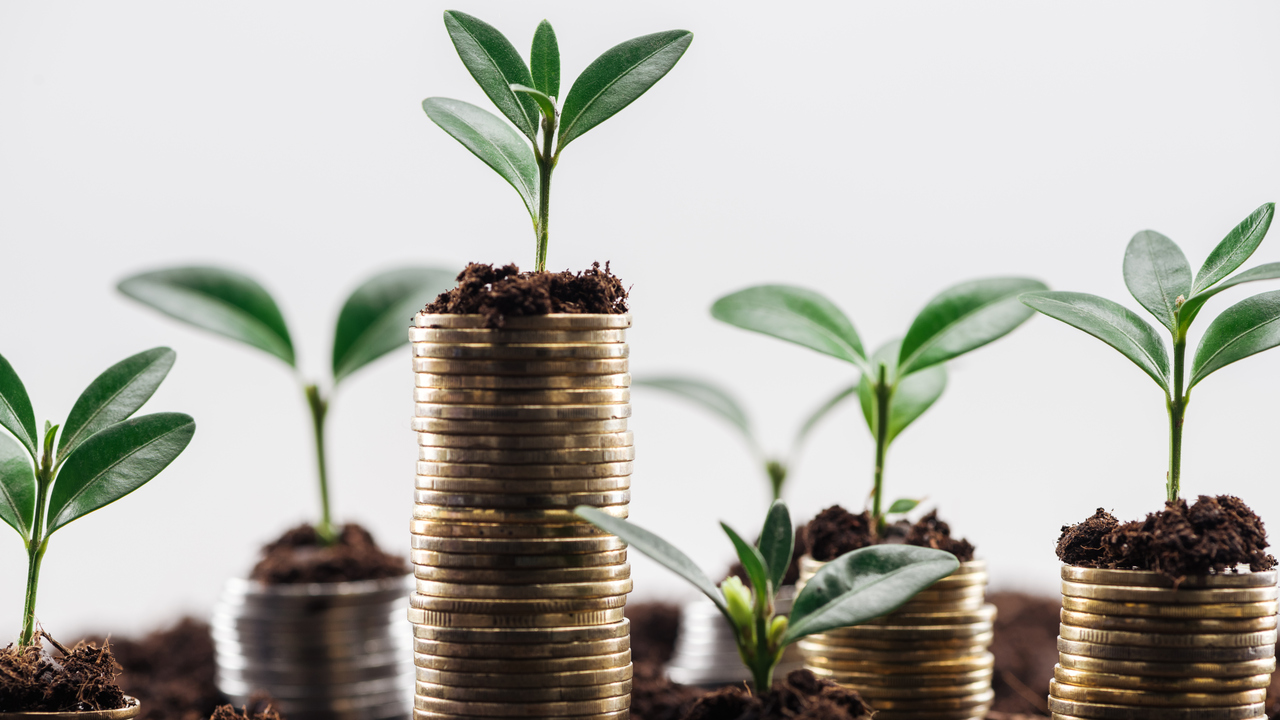 Högar av mynt där en grön växt gror längst upp.