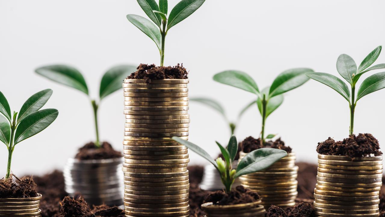 Högar av mynt där en grön växt gror längst upp.