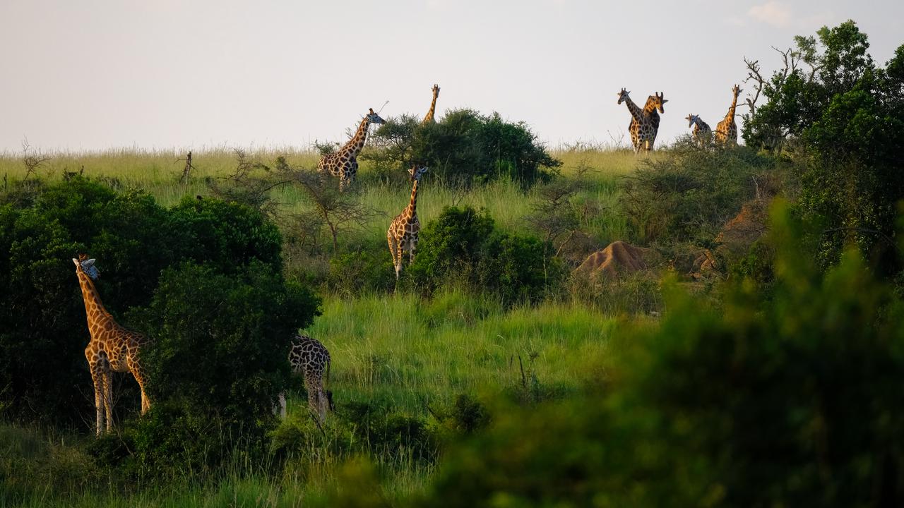 En flock giraffer står på ett grönskande fält.