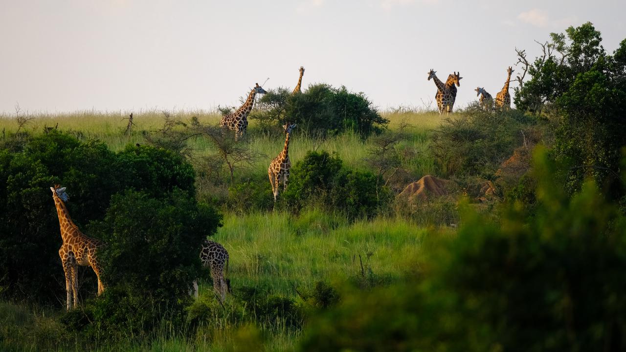 En flock giraffer står på ett grönskande fält.