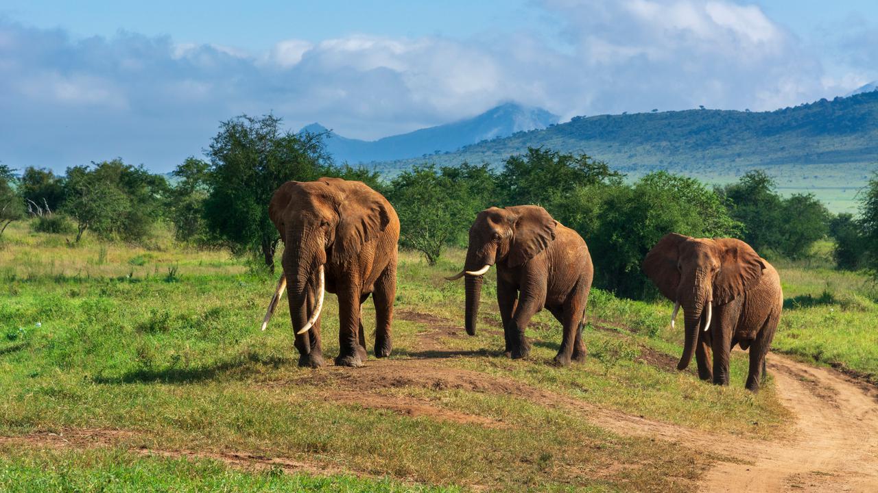 En flock elefanter som går över ett grönskande fält.