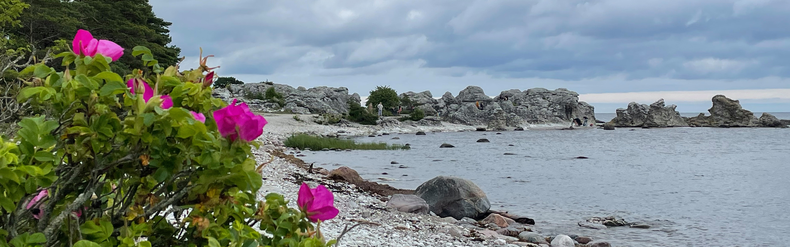 Stenig strand med rosenbuskar i förgrunden.