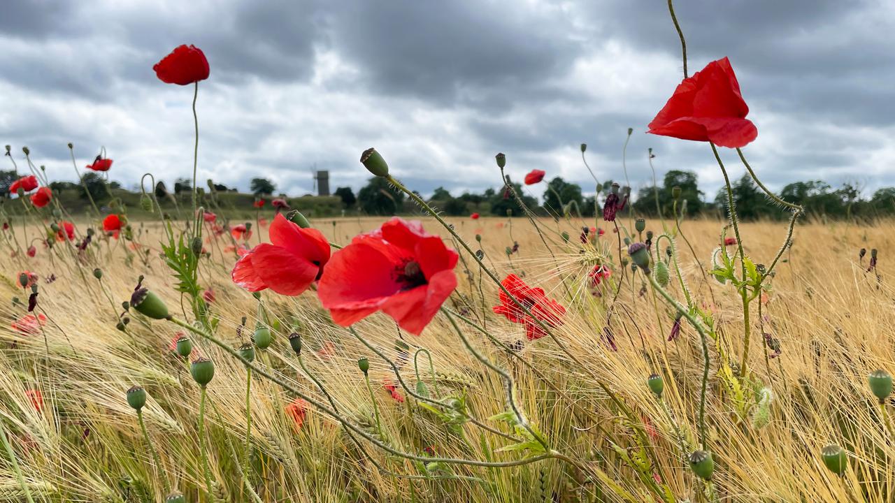 Böljande fält med vallmo i förgrunden och molnig himmel.