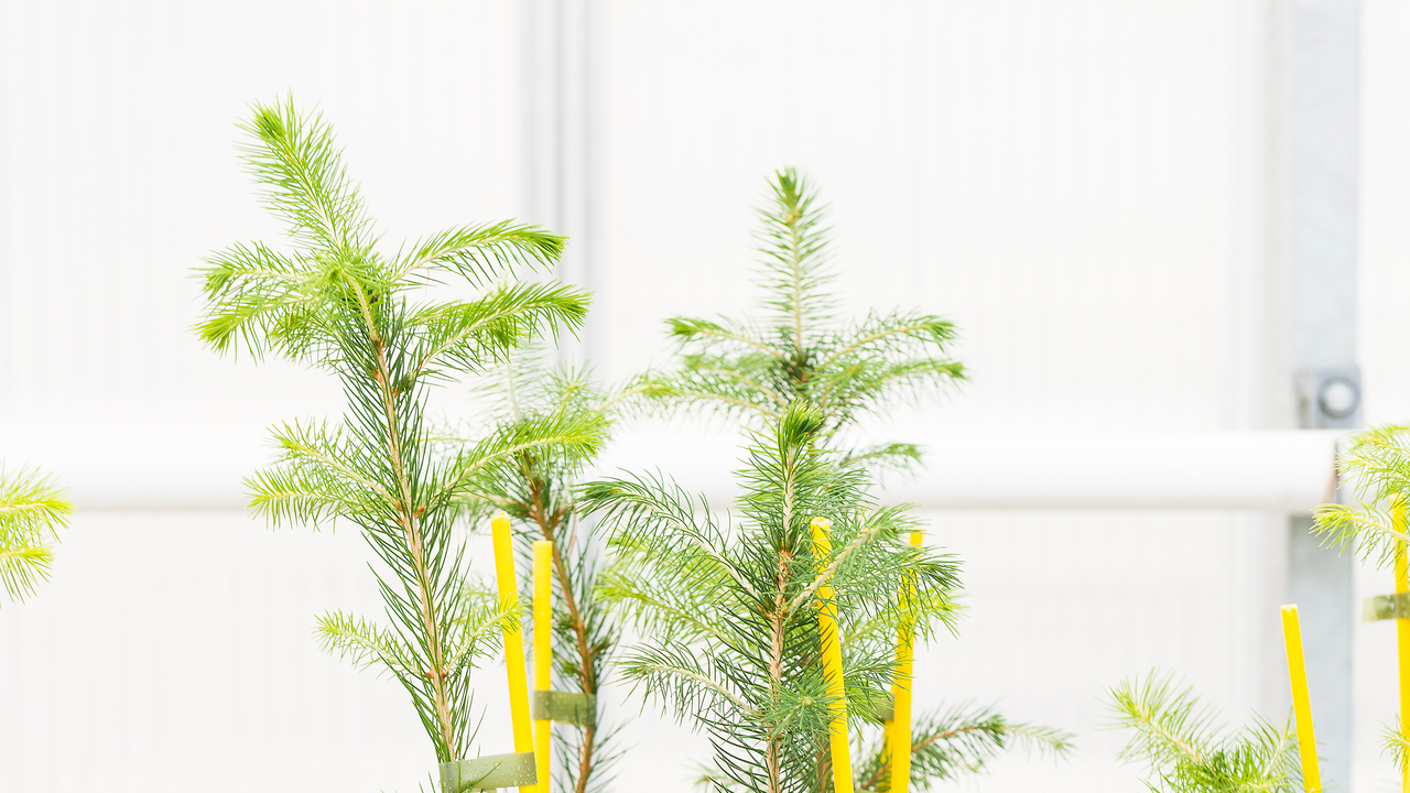 Bild från Växthuset