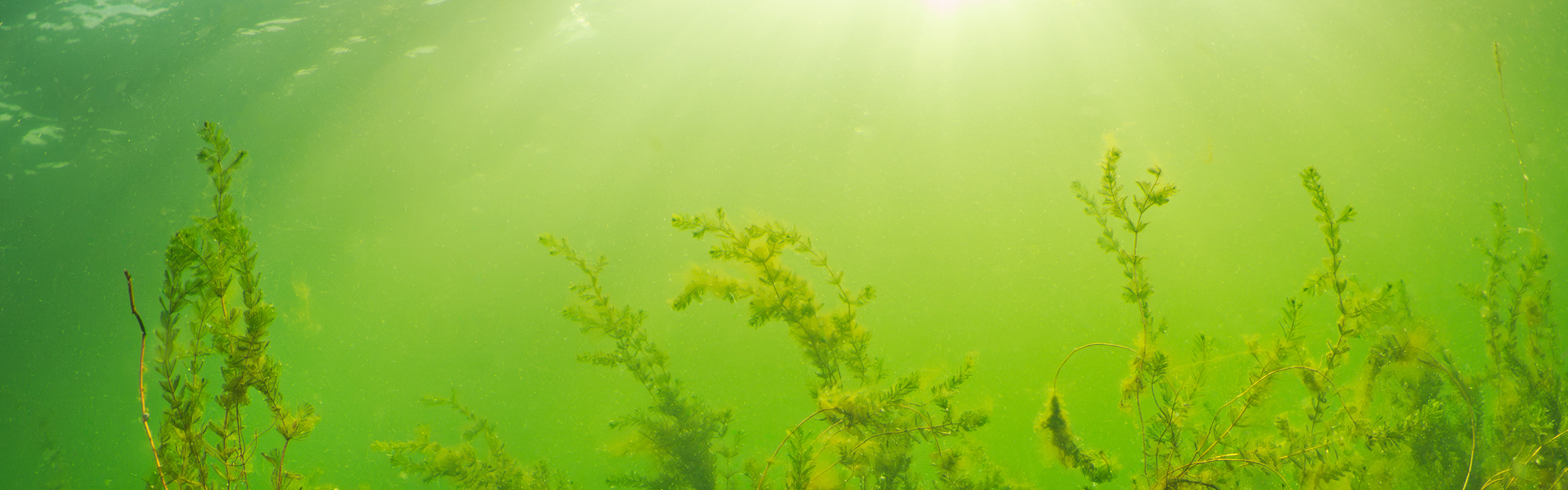 solen lyser genom vatten