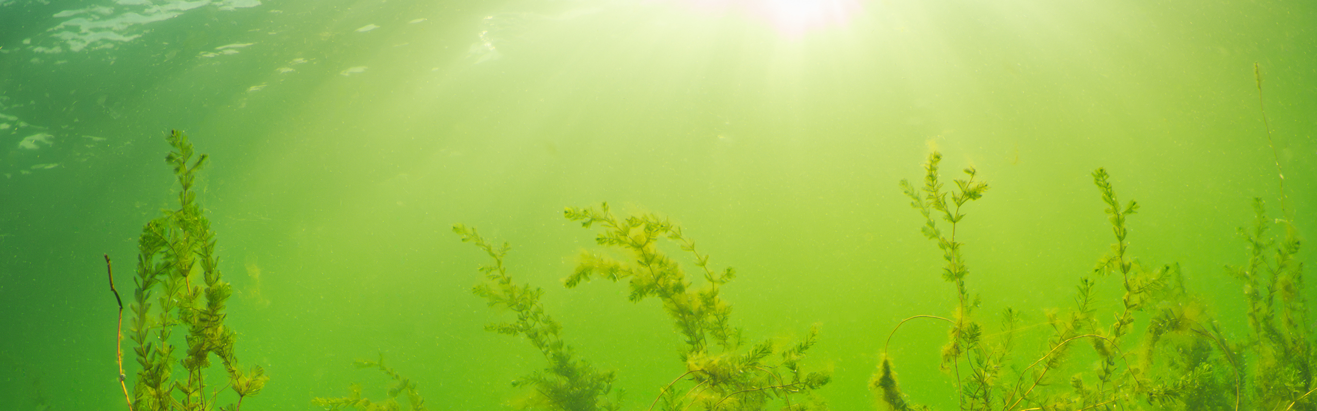 sol lyser ner i vatten