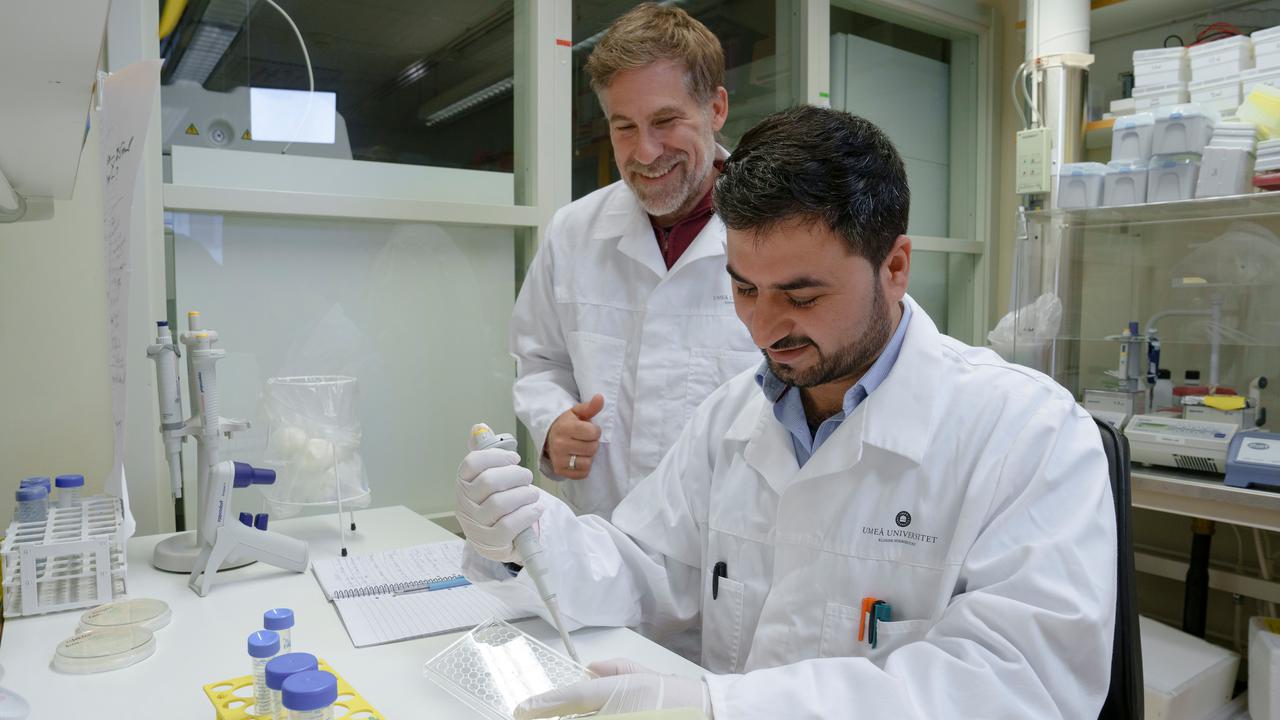 Nadeem UllahPostdoktor vid Institutionen för klinisk mikrobiologisamt Constantin UrbanProfessor vid Institutionen för klinisk mikrobiologiEnhet: Immunologi, Avdelningen för infektion och immunologi