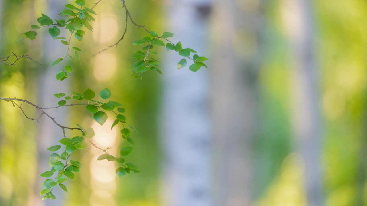 Björkstammar och björkblad.