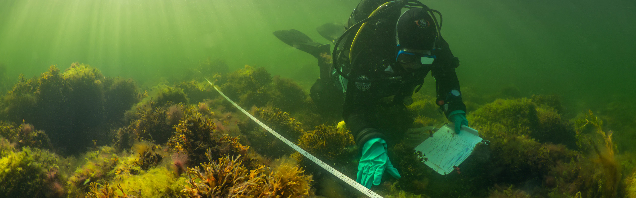 Dykare mäter växter på en havsbotten.