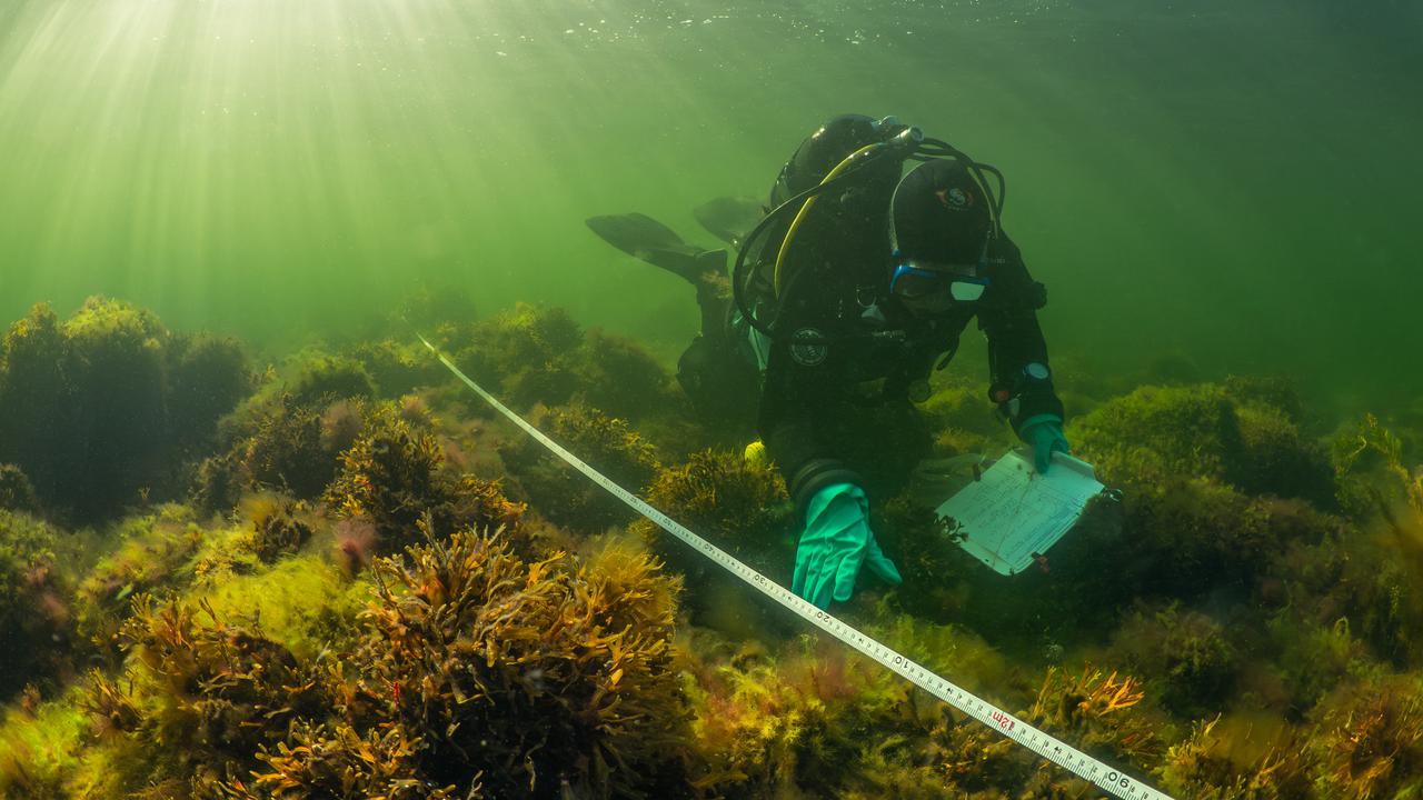 Dykare mäter växter på en havsbotten.