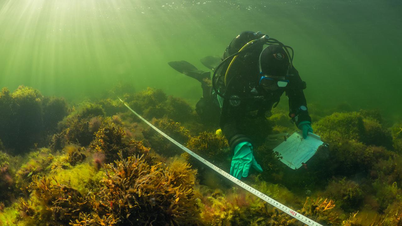 Dykare mäter växter på en havsbotten.