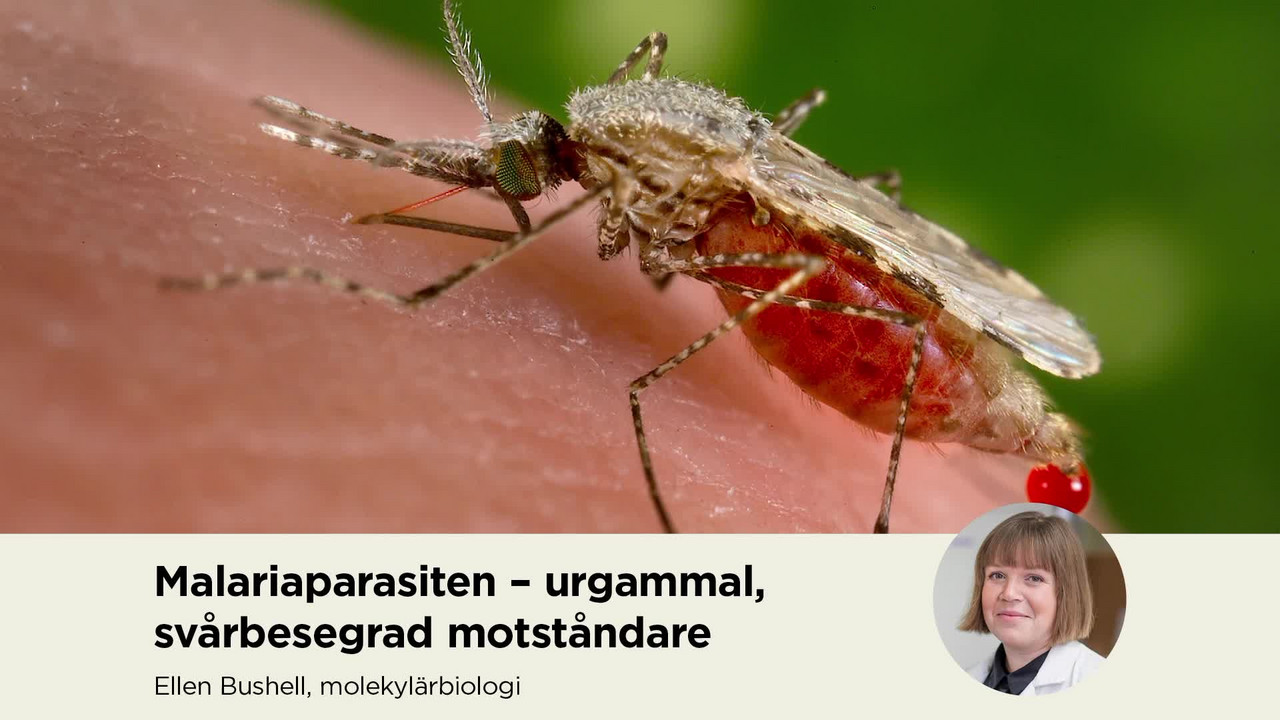 Film: Malariaparasiten - svårbesegrad motståndare