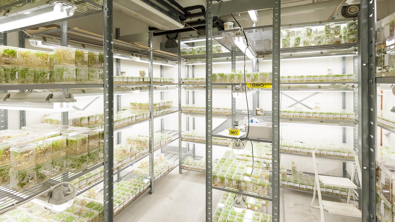 Odlingar i växthus på Umeå Plant Science Center