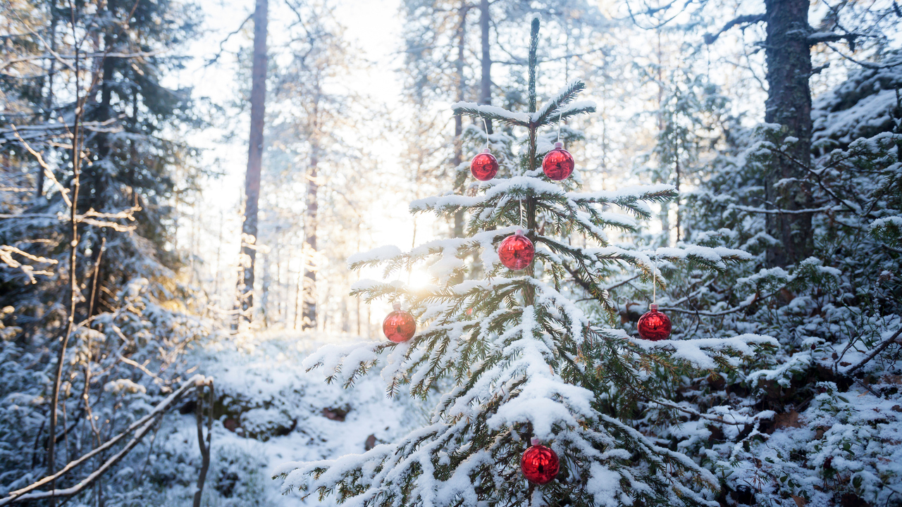 En julgran med röda julkulor i skogen