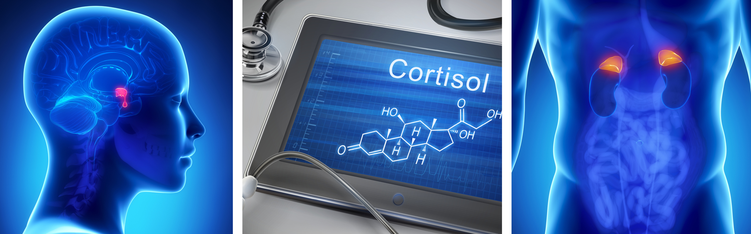 Kollage med tre bilder som illustrerar forskningsområdet Endokrinologi och diabetes: hypofys, kemisk uppsättning av Kortisol samt binjurar.