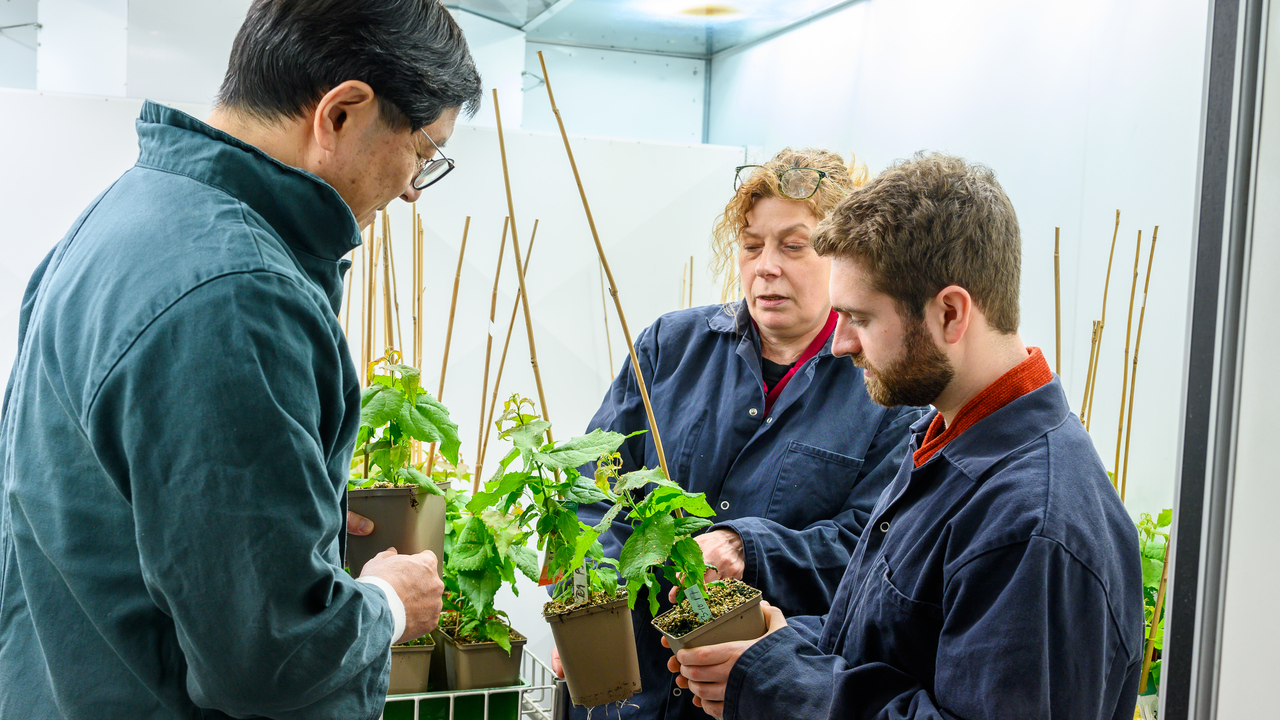 A group of people standing around a plant
