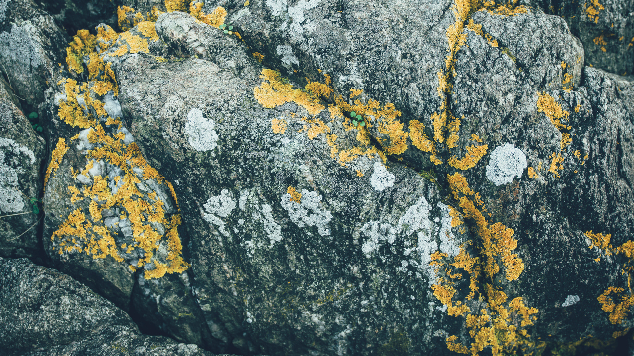 Bild på spräcklig berggrund