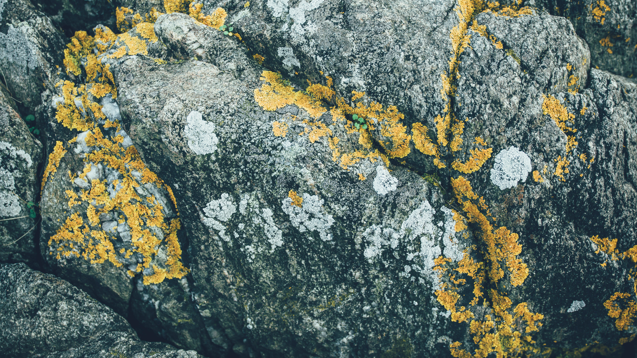 Bild på spräcklig berggrund