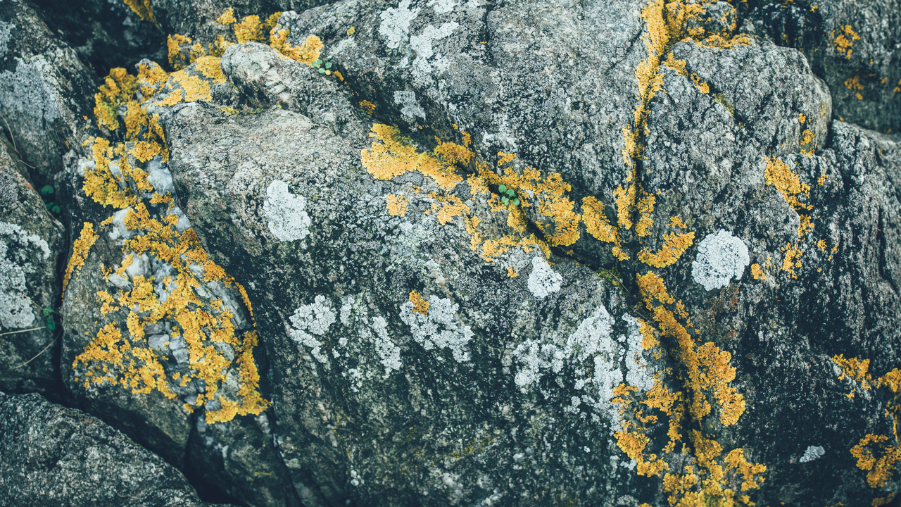 Bild på spräcklig berggrund