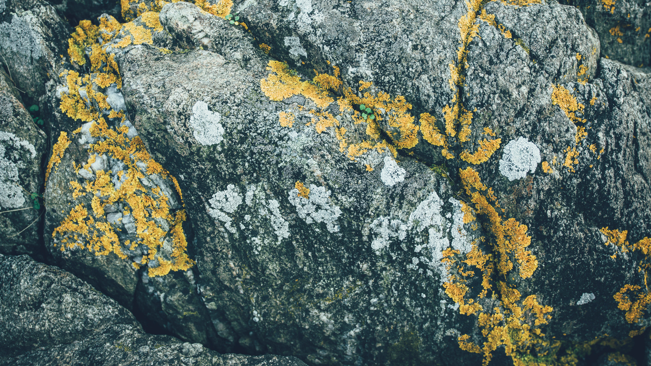 Bild på spräcklig berggrund