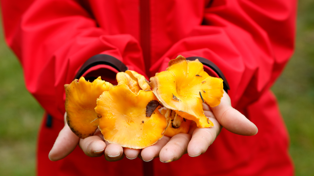 Händer håller i flera kantareller.