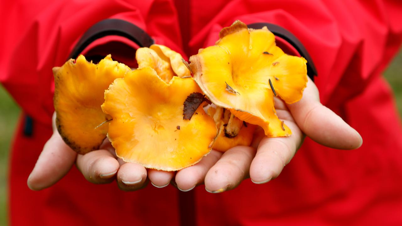 Händer håller i flera kantareller.