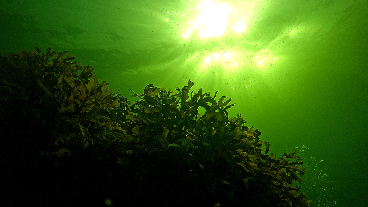 Bladder wrack under water.