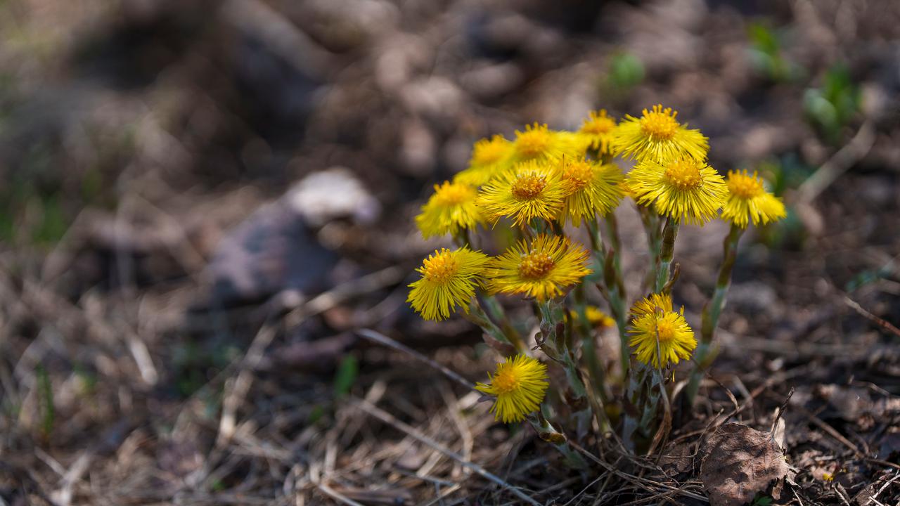 Yellow flowers of coltsfoot (Hästhov)