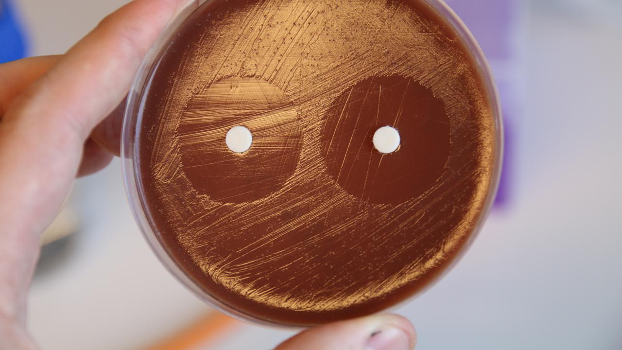 Disc diffusion test with an investigational compounds with activity against gonococci.