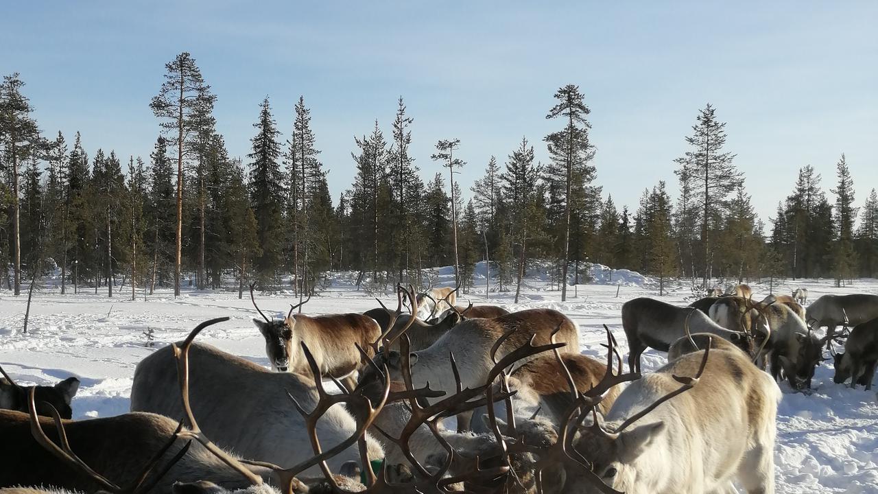 Renar under stödutfodring