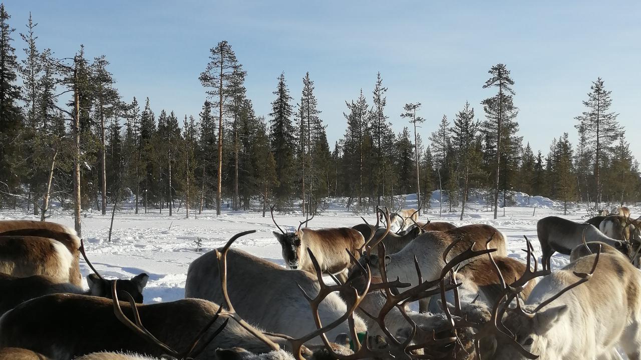 Renar under stödutfodring