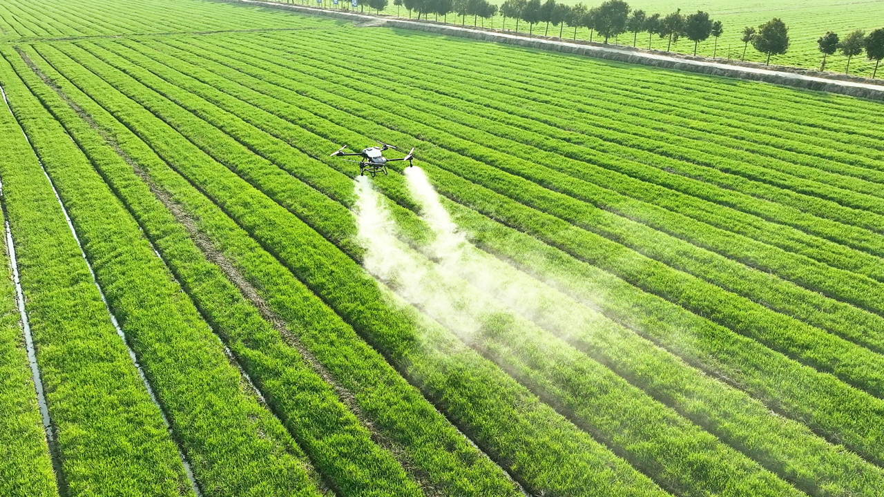 En drönare som sprutar bekämpningsmedel på ett grönt fält.